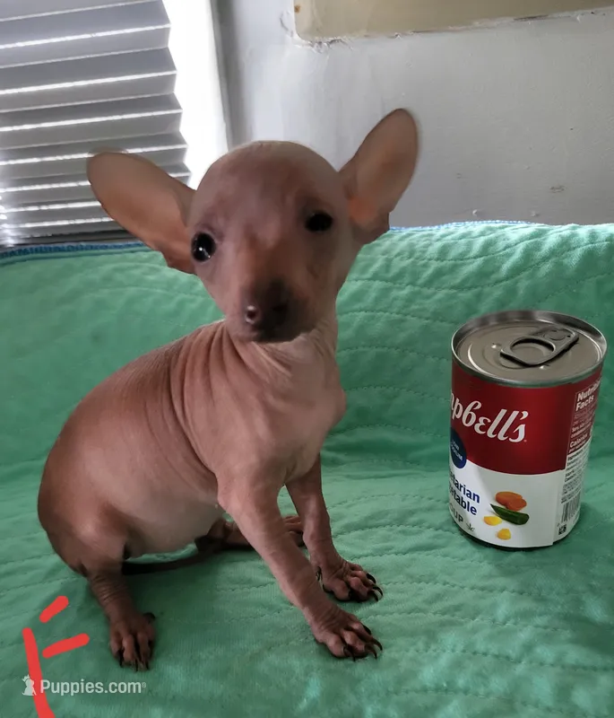 Rosie – Xoloitzcuintli, Chihuahua puppy for sale in Foster, KY