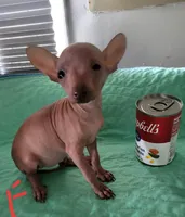 Rosie, a female Xoloitzcuintli and Chihuahua for sale in Foster, KY – 1 of 5