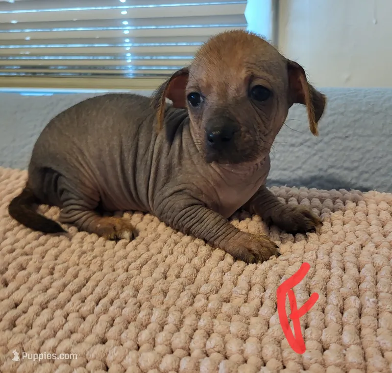 Desi, a female Xoloitzcuintli and Chihuahua for sale in Foster, KY – 1 of 1