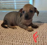 Desi, a female Xoloitzcuintli and Chihuahua for sale in Foster, KY – 1 of 1