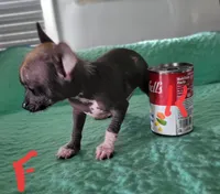 Kimmie, a female Xoloitzcuintli and Chihuahua for sale in Foster, KY – 5 of 7