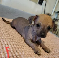 Desi, a female Xoloitzcuintli and Chihuahua for sale in Foster, KY – 2 of 3