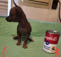 Raisin, a female Xoloitzcuintli and Chihuahua for sale in Foster, KY – 2 of 5