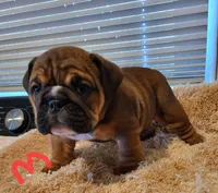 processed/1efbf182-3bc8-4af9-ad16-d6ec3a690af6/listing/ecd4864d-4abf-4cf2-bccb-2fb4dfa04d82/1c38ab34-0487-4c09-9513-7f7eab41cb99