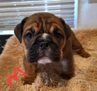 processed/1efbf182-3bc8-4af9-ad16-d6ec3a690af6/listing/ecd4864d-4abf-4cf2-bccb-2fb4dfa04d82/c263d5d7-52e1-4f50-b3dd-b1f1e21790f1