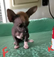 Kimmie, a female Xoloitzcuintli and Chihuahua for sale in Foster, KY – 4 of 7