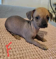 Desi, a female Xoloitzcuintli and Chihuahua for sale in Foster, KY – 3 of 3