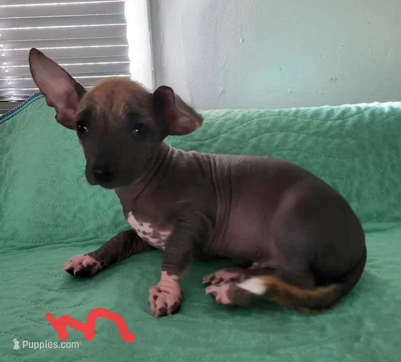 Kash – Xoloitzcuintli, Chihuahua puppy for sale in Foster, KY