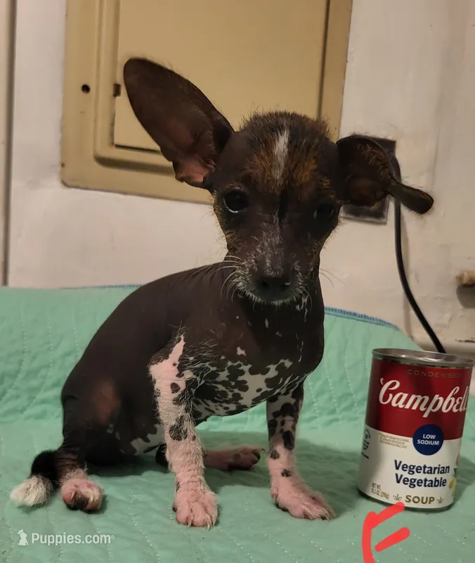 Reesee – Xoloitzcuintli, Chihuahua puppy for sale in Foster, KY