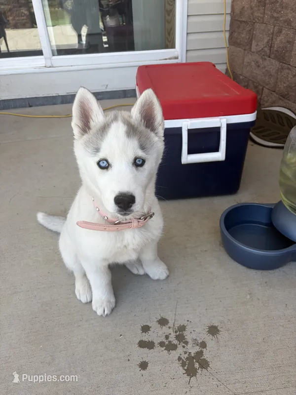 Valkira – Siberian Husky puppy for sale in Colorado Springs, CO