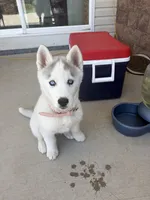 Valkira, a female Siberian Husky for sale in Colorado Springs, CO – 1 of 7