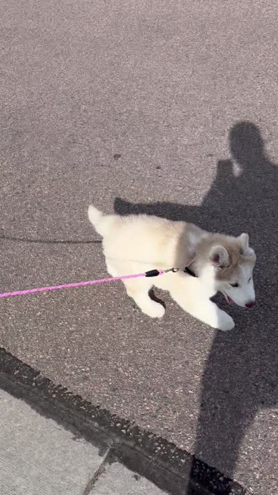 Freya, a female Siberian Husky for sale in Colorado Springs, CO – 10 of 10