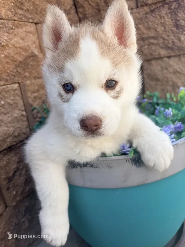 Ragnar – Siberian Husky puppy for sale in Colorado Springs, CO