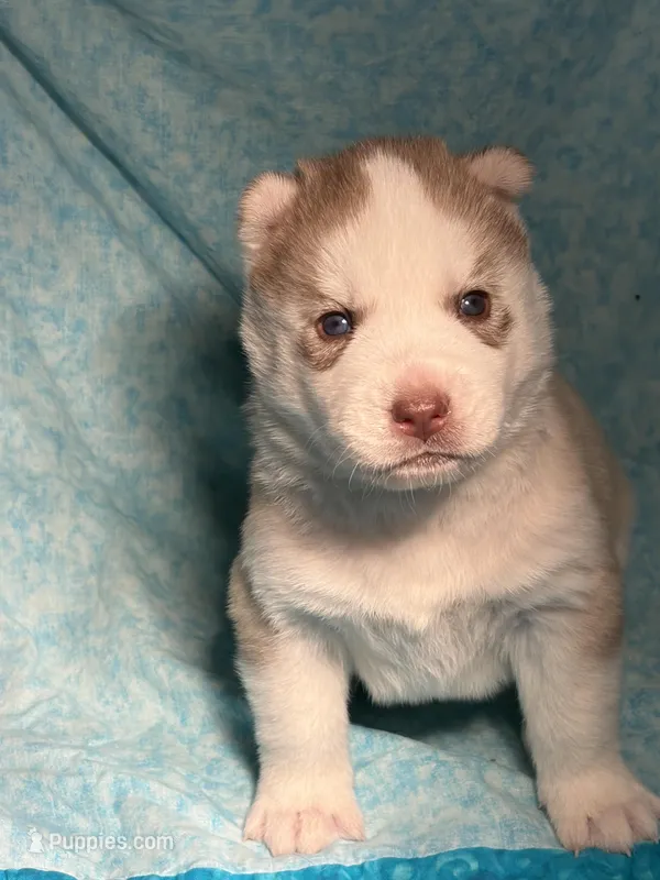 Ragnar – Siberian Husky puppy for sale in Colorado Springs, CO