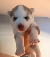 Ragnar, a male Siberian Husky for sale in Colorado Springs, CO – Photo 2 of 4