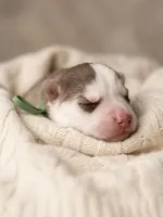 Ragnar, a male Siberian Husky for sale in Colorado Springs, CO – Photo 3 of 4