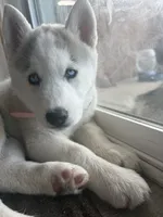 Valkira, a female Siberian Husky for sale in Colorado Springs, CO – 2 of 7