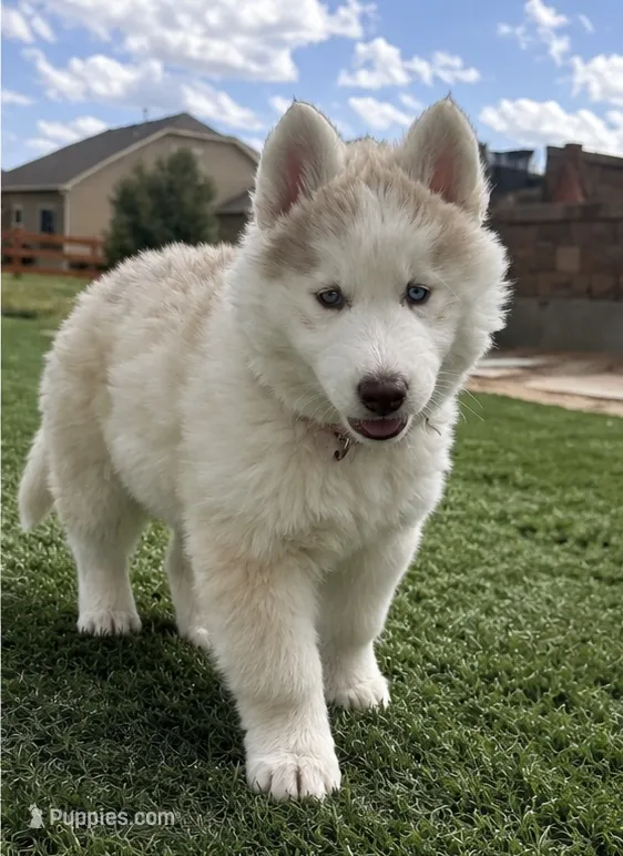 Freya – Siberian Husky puppy for sale in Colorado Springs, CO