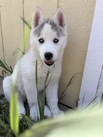 Valkiera , a female Siberian Husky for sale in Colorado Springs, CO – 3 of 10