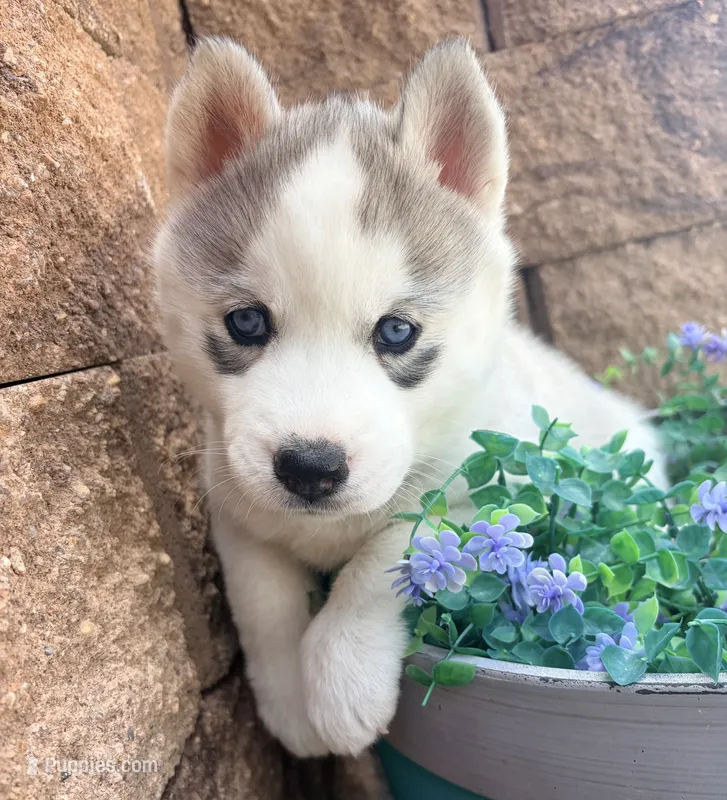 Valkiera  – Siberian Husky puppy for sale in Colorado Springs, CO