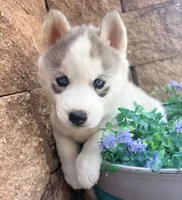 Valkiera , a female Siberian Husky for sale in Colorado Springs, CO – 5 of 10