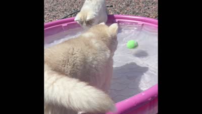 Valkiera , a female Siberian Husky for sale in Colorado Springs, CO – 10 of 10