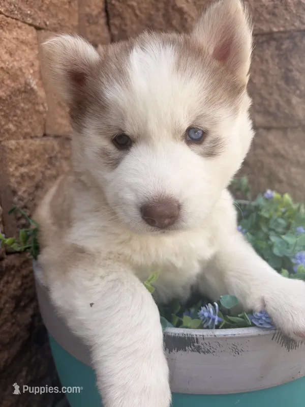 Freya – Siberian Husky puppy for sale in Colorado Springs, CO