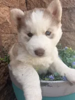 Freya, a female Siberian Husky for sale in Colorado Springs, CO – 4 of 10