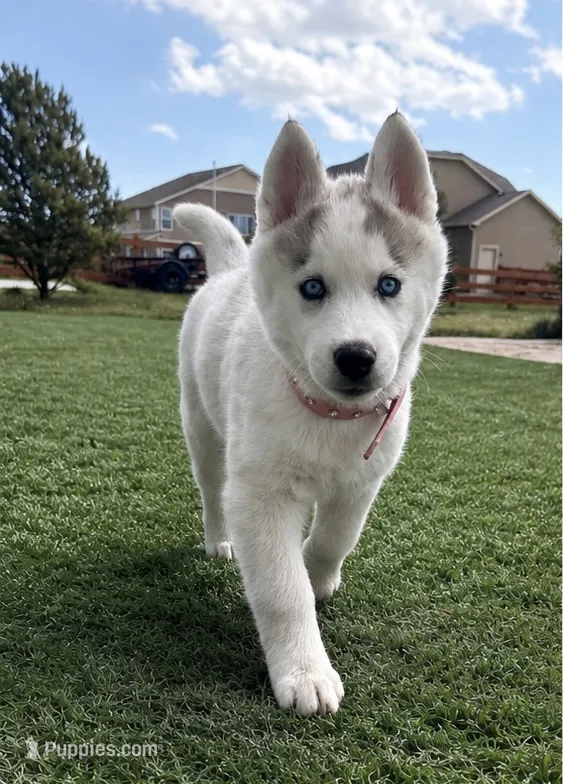 Valkiera  – Siberian Husky puppy for sale in Colorado Springs, CO