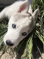 Valkira, a female Siberian Husky for sale in Colorado Springs, CO – 5 of 7