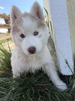 Freya, a female Siberian Husky for sale in Colorado Springs, CO – 2 of 10