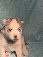 Valkiera , a female Siberian Husky for sale in Colorado Springs, CO – Photo 1 of 4