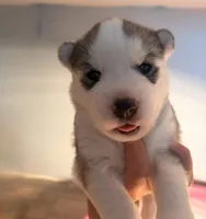Valkiera , a female Siberian Husky for sale in Colorado Springs, CO – Photo 3 of 4