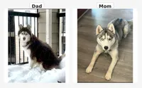 Valkiera , a female Siberian Husky for sale in Colorado Springs, CO – Photo 4 of 4