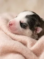 Valkiera , a female Siberian Husky for sale in Colorado Springs, CO – Photo 2 of 4