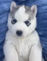 Valkiera , a female Siberian Husky for sale in Colorado Springs, CO – 6 of 10