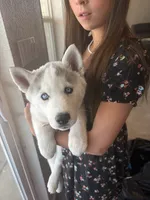 Valkira, a female Siberian Husky for sale in Colorado Springs, CO – 4 of 7