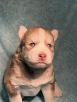 Utred , a male Siberian Husky for sale in Colorado Springs, CO – Photo 1 of 4