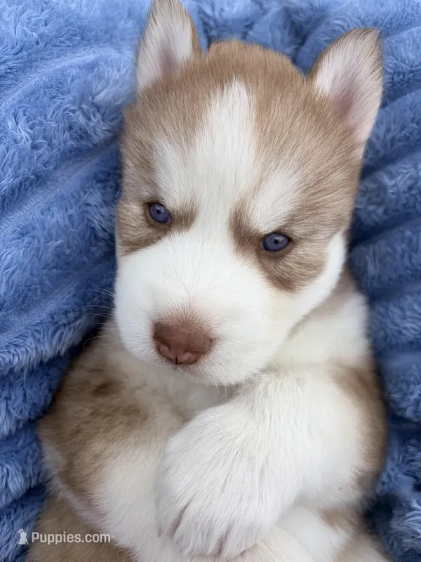 Utred  – Siberian Husky puppy for sale in Colorado Springs, CO