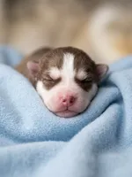 Utred , a male Siberian Husky for sale in Colorado Springs, CO – Photo 2 of 4