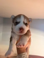 Utred , a male Siberian Husky for sale in Colorado Springs, CO – Photo 3 of 4