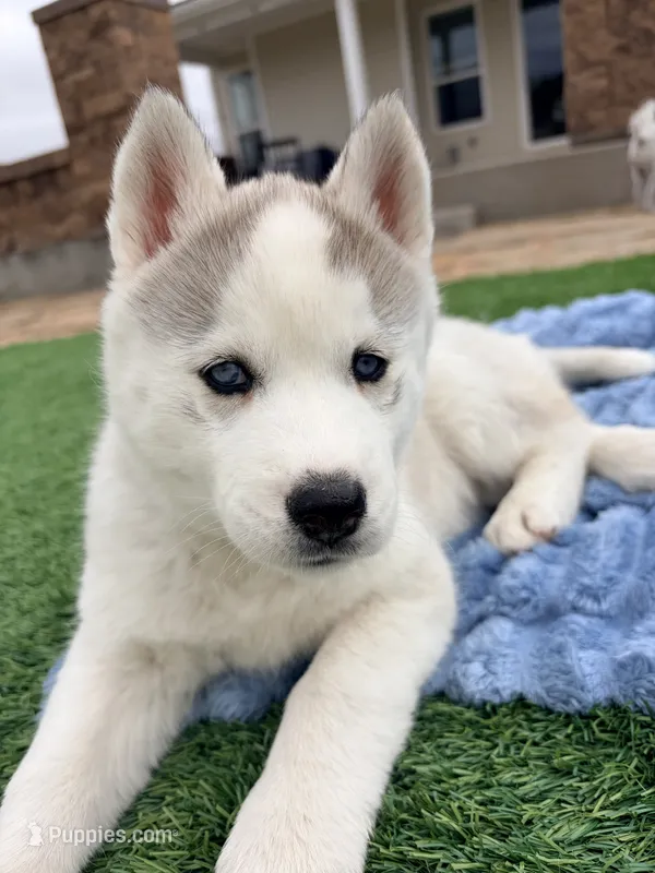 Valkiera  – Siberian Husky puppy for sale in Colorado Springs, CO