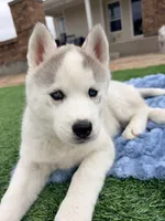 Valkiera , a female Siberian Husky for sale in Colorado Springs, CO – 2 of 10
