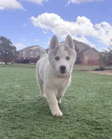 Valkira, a female Siberian Husky for sale in Colorado Springs, CO – 3 of 7