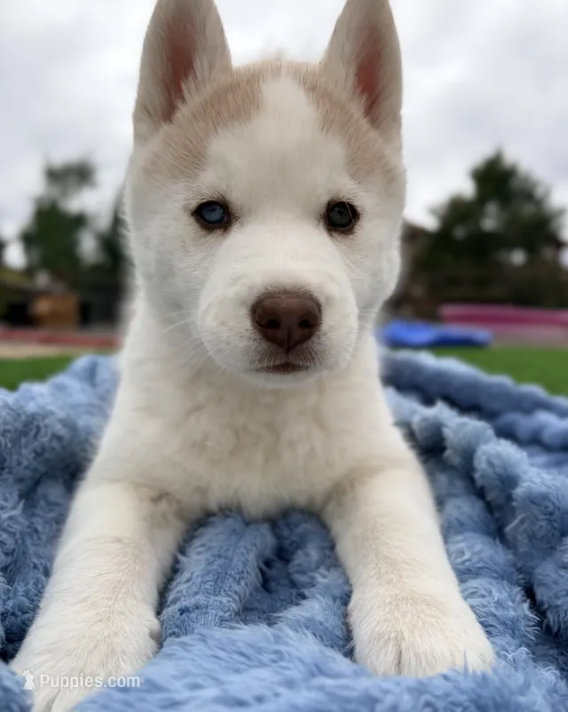 Ragnar – Siberian Husky puppy for sale in Colorado Springs, CO