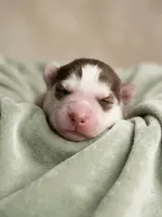 Freya, a female Siberian Husky for sale in Colorado Springs, CO – Photo 3 of 4