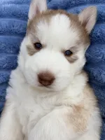 Freya, a female Siberian Husky for sale in Colorado Springs, CO – 5 of 10