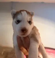 Freya, a female Siberian Husky for sale in Colorado Springs, CO – Photo 2 of 4