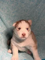 Freya, a female Siberian Husky for sale in Colorado Springs, CO – Photo 1 of 4