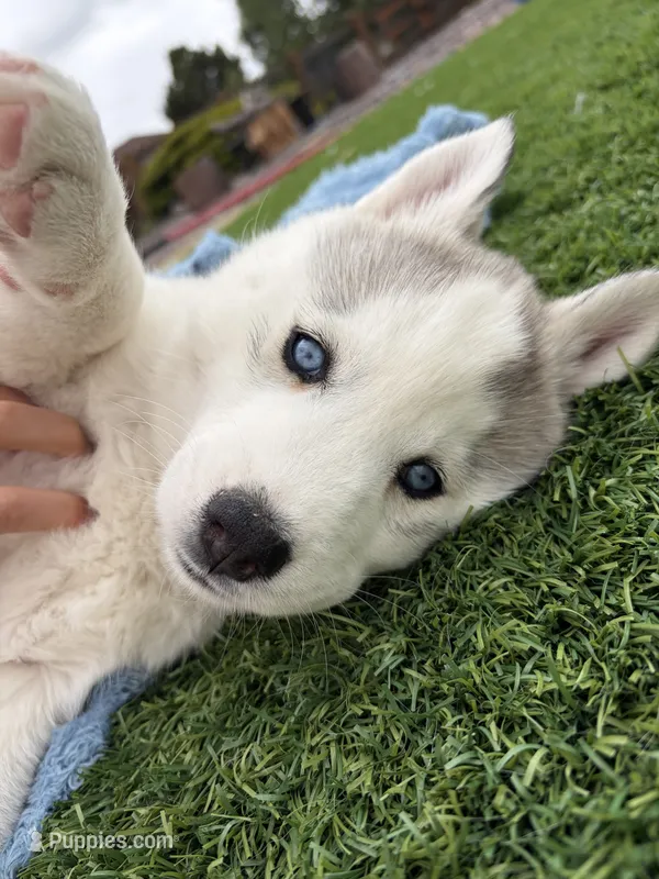 Valkiera  – Siberian Husky puppy for sale in Colorado Springs, CO